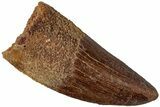 Serrated, Carcharodontosaurus Tooth - Real Dinosaur Tooth #234252-1